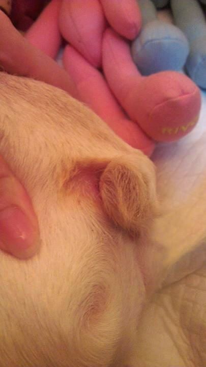 Testmonial_130801_Q比麻2