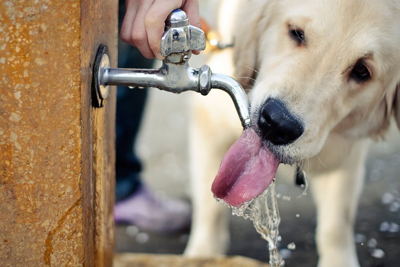 Pet-Drinking-Bottle-2